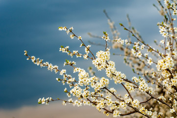 Flowering branches in the background of the may sky