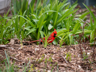 cardinal bird in the garden