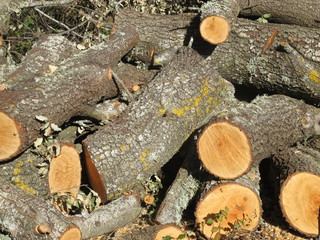 madera