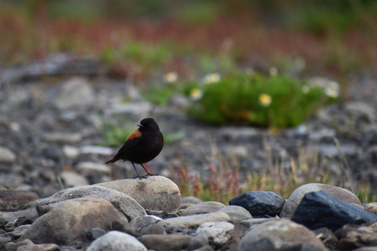 austral negrito or Patagonian negrito (Lessonia rufa)