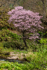 川と桜のある風景