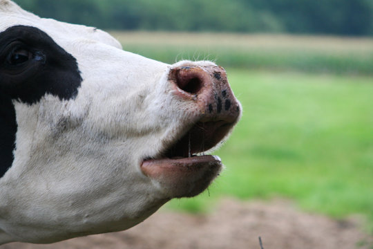 Close-up Of Cow Mooing On Field