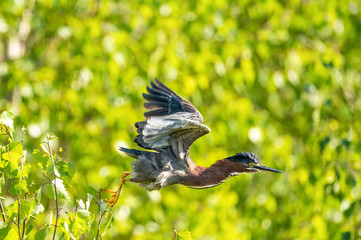 Green Heron taking off