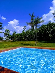 swimming pool with palm trees