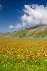 CASTELLUCCIO DI NORCIA AND ITS FLOWERING