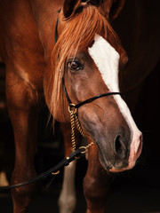 portrait of adult arabian chestnut stallion. close up