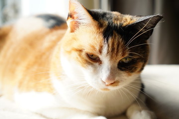 のんびりする休日の猫