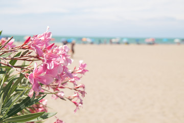 Pink oleander and beach on background suitable as copy space.