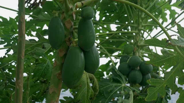 Green papaya on the tree. Several papayas are hanging in the trees. The harvest is not yet ripe. The trees sway in the wind. Papaya grows on small trees. Trees with strangely shaped leaves