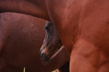 Yegua y su potrillo, caballos 