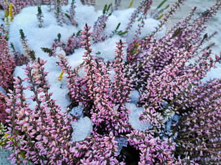 Pink heather flowers sprouting between snow and ice in the mountains.