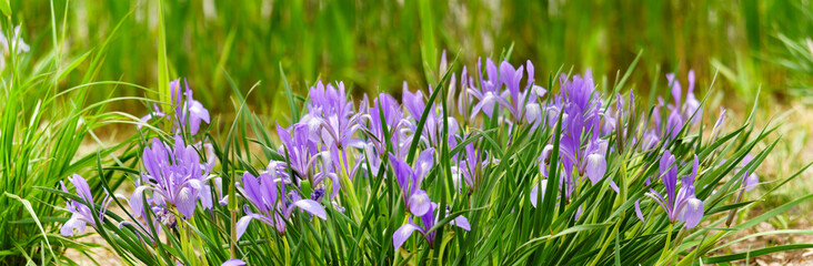 Panoramic view of iris on green color bokeh background