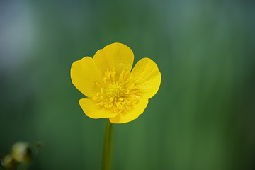 Obraz premium Eine kleine gelbe Blume im Garten und auf Wiesen - Scharfer Hahnenfuß (Ranunculus acris)