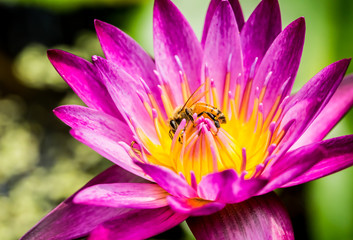 Fototapeta na wymiar Bee eating pollen of pink lotus in pond, outdoor Chiangmai Thailand