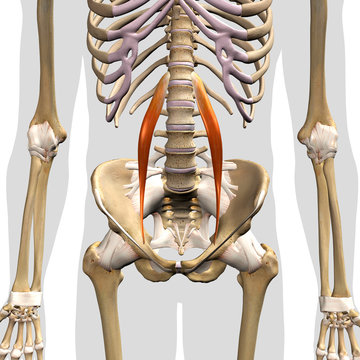 Psoas Minor Muscle in Isolation Front View of Pelvis, Hip and Thoracic Cavity Human Anatomy