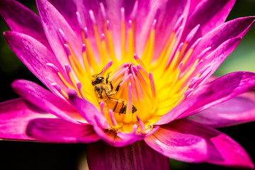 Bee eating pollen of pink lotus in pond, outdoor Chiangmai Thailand
