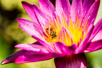 Bee eating pollen of pink lotus in pond, outdoor Chiangmai Thailand