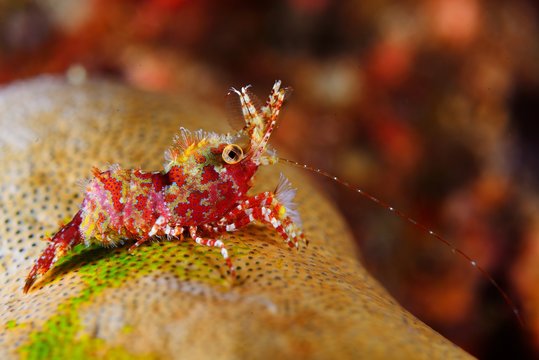 The Marbled shrimp (juvenile)