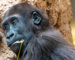 Obraz premium Chimpanzee inside a zoo