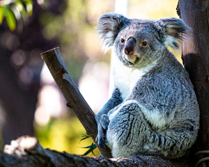 Koala inside a Zoo