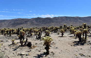 Gorgeous Dry Arid Desert Landscape with Mountains