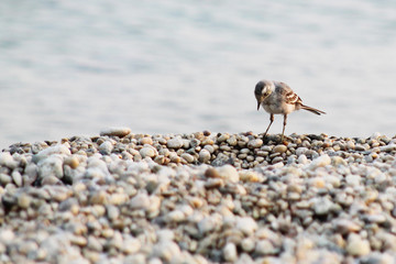 A small bird on a rocky beach, close-up.