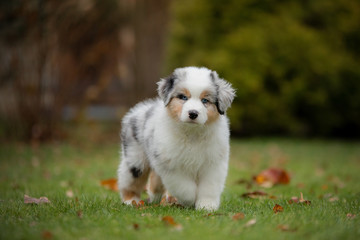Puppy australian shepherd plays. Pet plays . dog in the yard on the grass