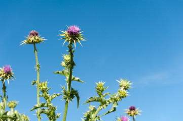 Fiori di cardo selvatici nella natura selvaggia in Puglia (Italia) © buonvento