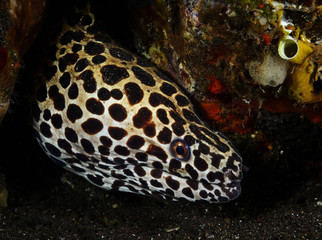 The Spotted moray