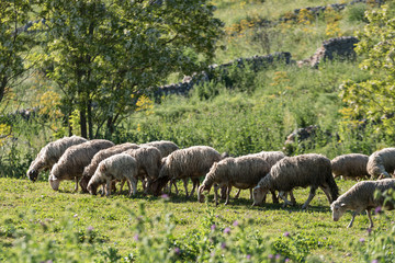 Gregge di pecore al pascolo in Puglia nella natura selvaggia, in campagna fra prati, alberi e...