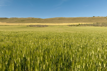Paesaggio dell'infinito, campo di spighe e grano con colline all'orizzonte orizzonte