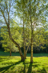 Fototapeta na wymiar Spring forest, birch trees, sun through the foliage