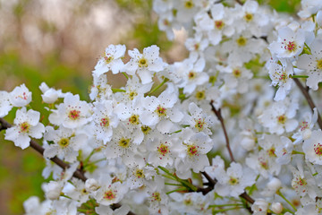Fototapeta premium Blooming pear flowers in the garden