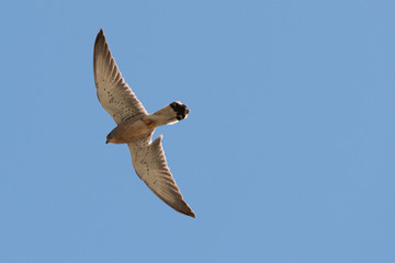 Obraz premium Falco grillano in volo con ali spiegate nel Parco Nazionale dell'Alta Murgia in Puglia (Italia)