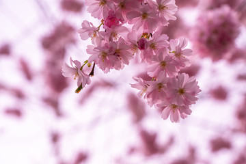 pink cherry blossom