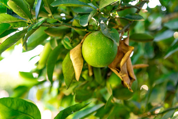 Fresh orange fruit (Citrus × sinensis) on the tree branch