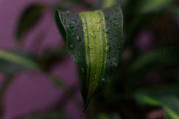 Hoja de planta con gotas de lluvia