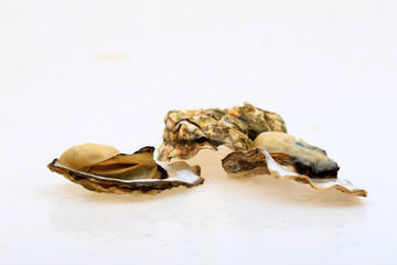 The oyster isolated on a white background