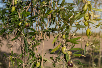 Olive in Tree - green and Black.