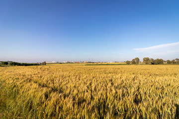A huge field of wheat grain in the moshav in Israel