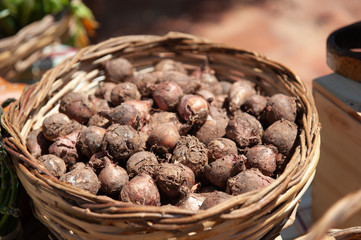 Mangiare sano, dieta mediterranea. Cesto di lampascioni (cipolla canina, cipollaccia turchina, cipollaccio col fiocco o giacinto dal pennacchio) tipico della Puglia e della Basilicata