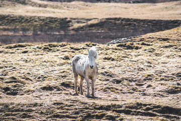 Alone Icelandic Horse