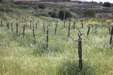 Plantation of organic vine trees in a wild field of white flowers of Matricaria and barley, Alon Shvut, Gush Etzion, Israel
