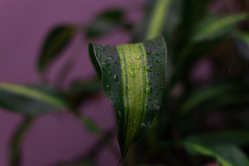 Hoja de planta con gotas de lluvia