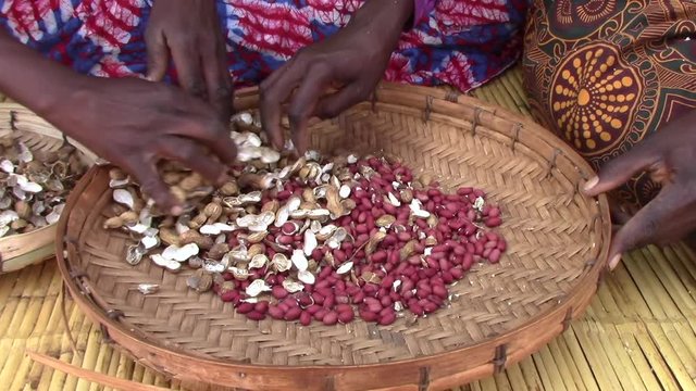 African Women Sorting Peanuts