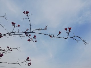 flower on tree