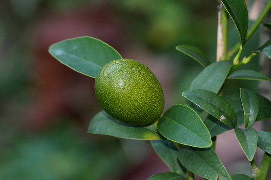 Kumquat or Citrus japonica or Cumquat slow growing evergreen short tree with single small unripe green with yellow dots fruit and dark glossy green leaves growing in local urban garden on warm winter 