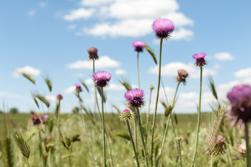 Distese di fiori viola (cardo), rosa, fucsia al vento in un campo di grano in Puglia. Purple flower...