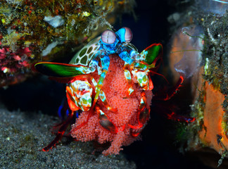 Tr\he peacock mantis shrimp with eggs
