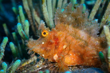 Weedy scorpionfish (Rinopias frondosa)